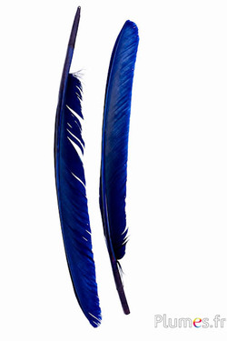 Zwaan - 35-40 cm - donkerblauw